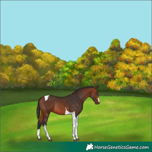 Horse Color:Bay Tobiano Rabicano