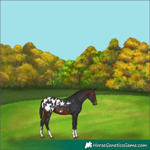 Horse Color:Brown Sabino Tobiano Blanket Rabicano 