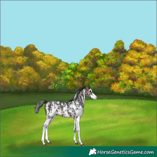 Horse Color:Brown Sabino