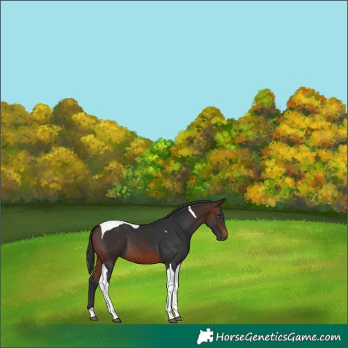 Horse Color:Brown Tobiano