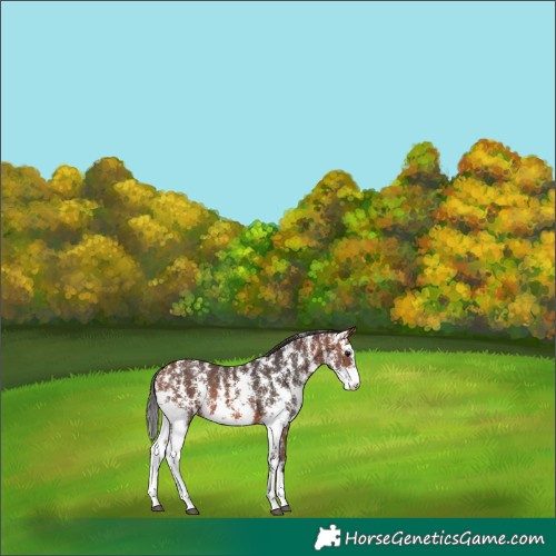 Horse Color:Bay Sabino