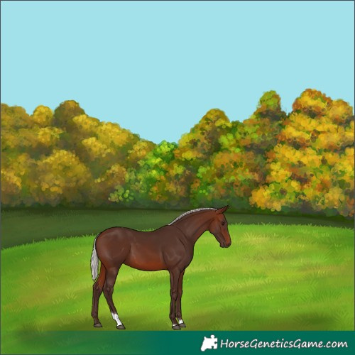 Horse Color:Silver Brown Tobiano