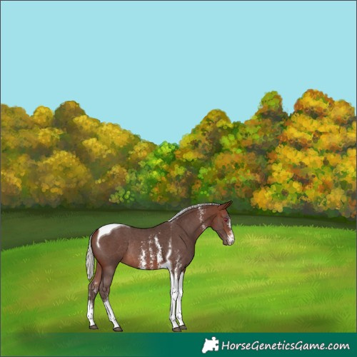 Horse Color:Silver Brown Sabino Tobiano Rabicano 