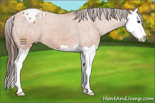 Horse Color:Bay Splash Appaloosa 