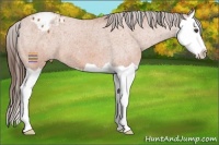 Horse Color:Bay Splash Appaloosa