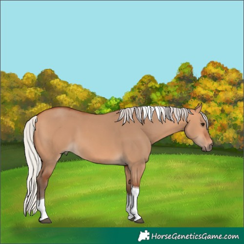 Horse Color:Silver Bay Dun Tobiano