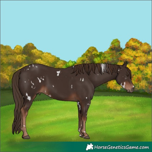 Horse Color:White Spotted Liver Chestnut 