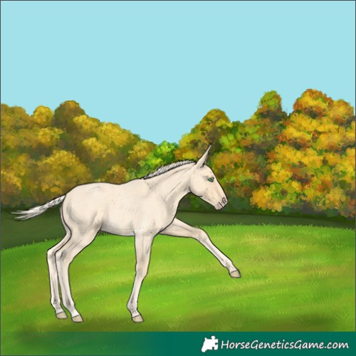 Horse Color:Gold Cream Champagne Roan 
