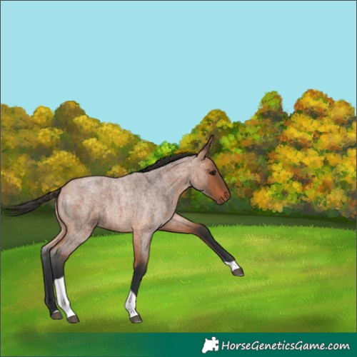 Horse Color:Bay Roan Tobiano 