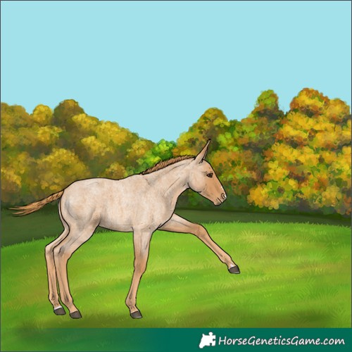 Horse Color:Red Roan
