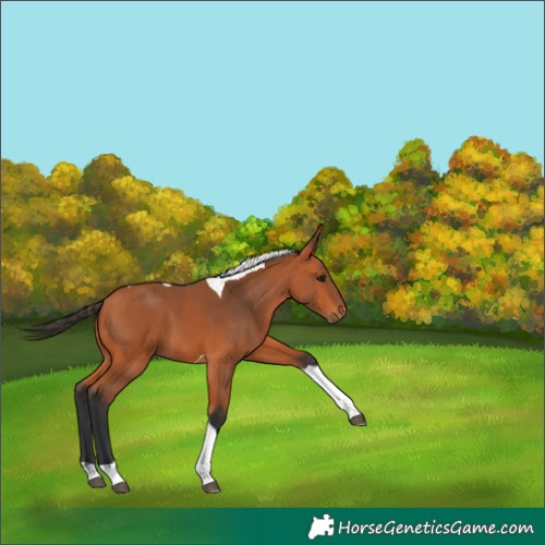 Horse Color:Bay Tobiano