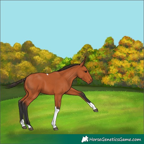 Horse Color:Bay Tobiano