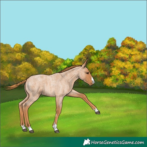Horse Color:Red Roan