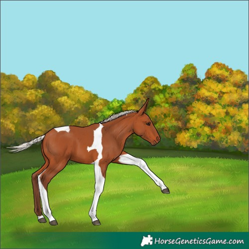 Horse Color:Silver Bay Tobiano