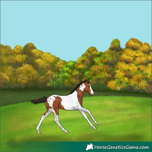 Horse Color:Bay Tobiano