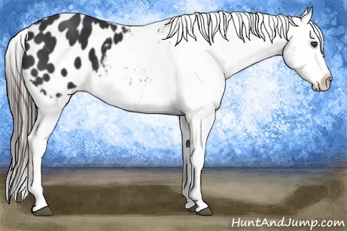 Horse Color:Black Tobiano Appaloosa 
