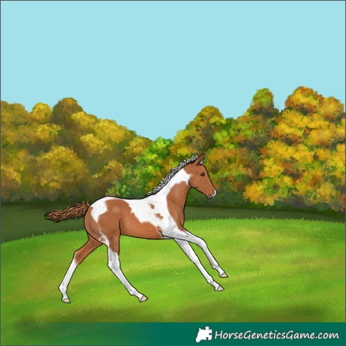 Horse Color:Chestnut Tobiano 