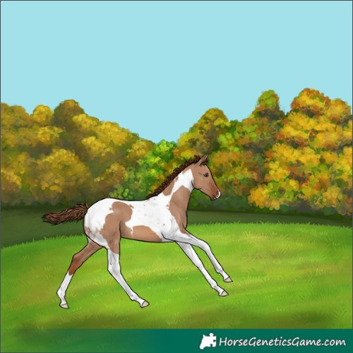 Horse Color:Red Dun Tobiano 