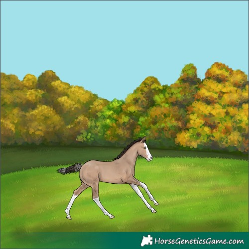 Horse Color:Amber Champagne Splash