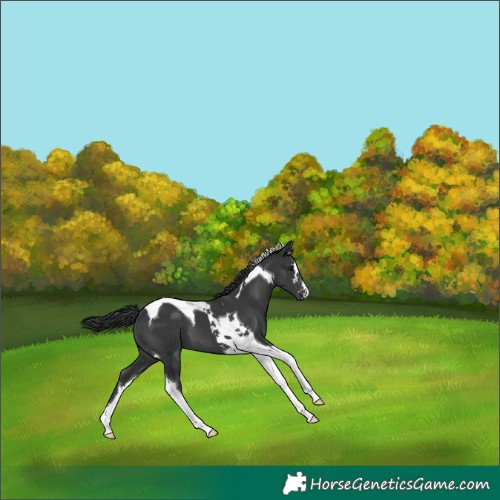 Horse Color:Black Tobiano
