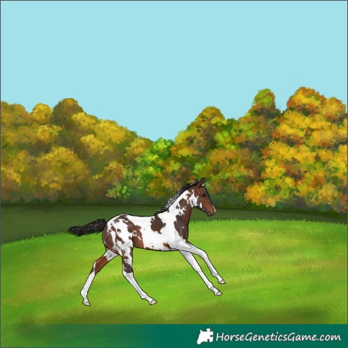 Horse Color:White Spotted Brown Tobiano 