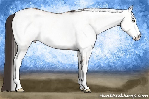 Horse Color:White Spotted Amber Champagne Roan 