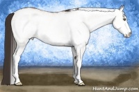 Horse Color:White Spotted Amber Champagne Roan