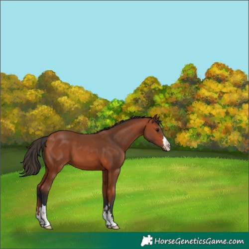 Horse Color:Bay 