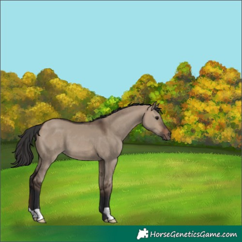 Horse Color:Brown Dun