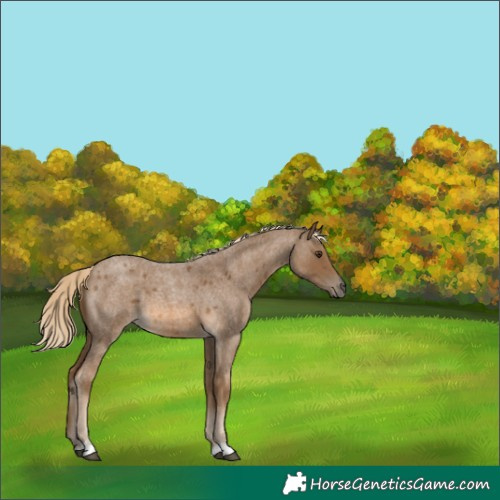 Horse Color:Chocolate Palomino Roan