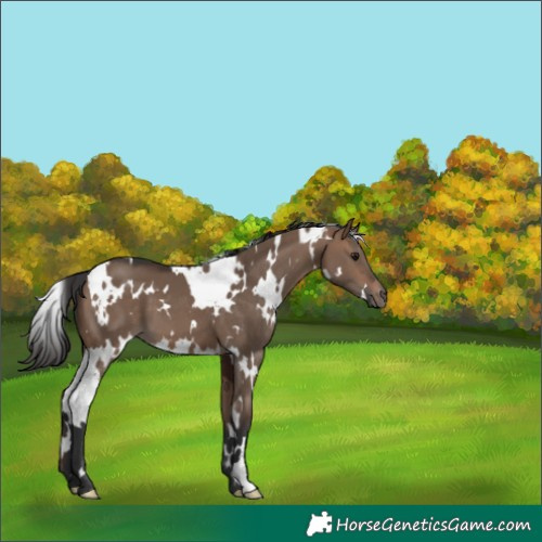 Horse Color:White Spotted Brown Dun