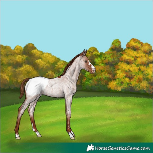 Horse Color:Red Roan Snowcap Rabicano
