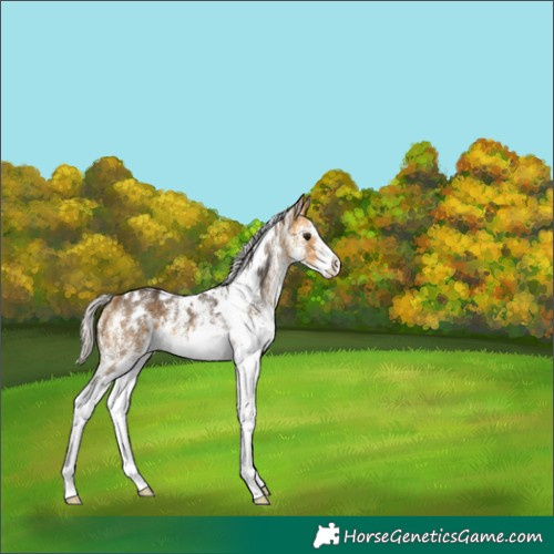 Horse Color:White Spotted Silver Buckskin