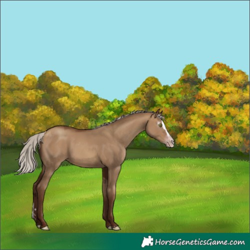 Horse Color:Gray Silver Sable Champagne Dun Splash