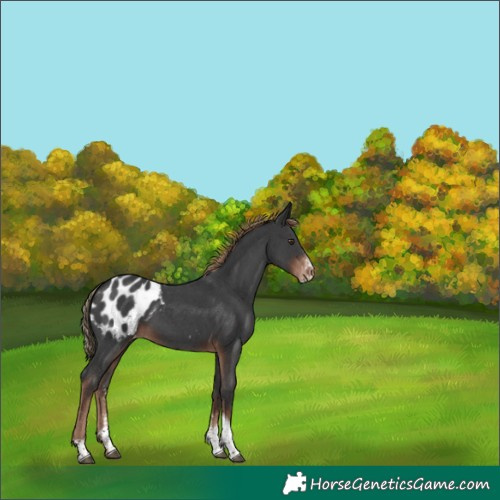 Horse Color:Liver Chestnut Sabino Tobiano Blanket 