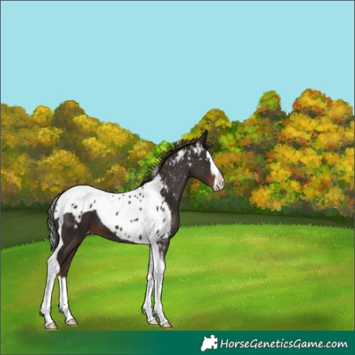 Horse Color:Liver Chestnut Splash Tobiano Skewed LP Spotted 