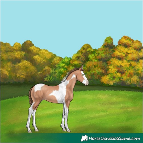 Horse Color:Gold Champagne Splash Tobiano 
