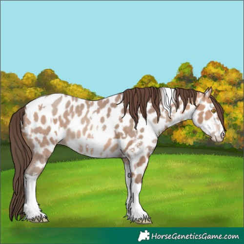 Horse Color:Amber Champagne Sabino Tobiano Near Leopard and Amber Champagne Sabino Tobiano Near Leopard