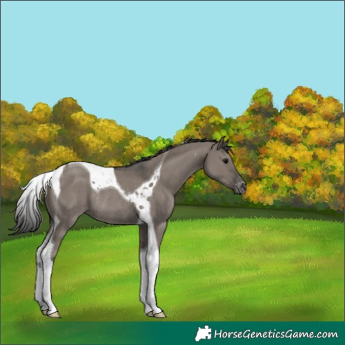 Horse Color:Grullo Tobiano Varnish Rabicano 