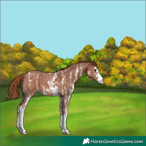 Horse Color:Chestnut Sabino