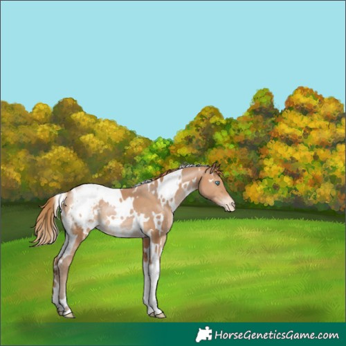 Horse Color:White Spotted Brown Pearl Blanket