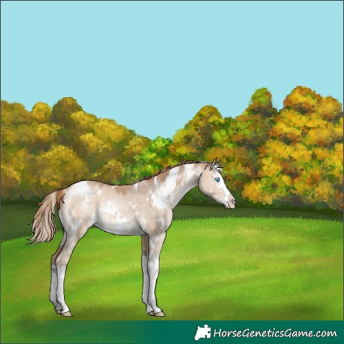 Horse Color:White Spotted Brown Pearl Dun Mushroom Splash 