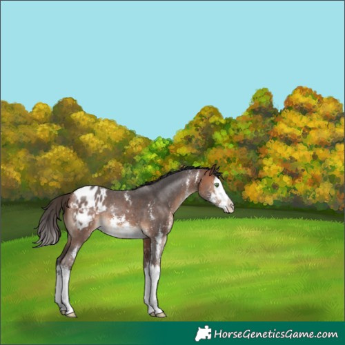 Horse Color:Bay Sabino Splash Blanket