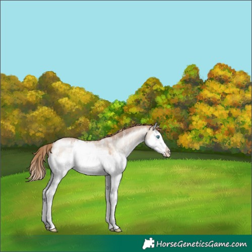 Horse Color:Brown Pearl Dun Mushroom Sabino Splash