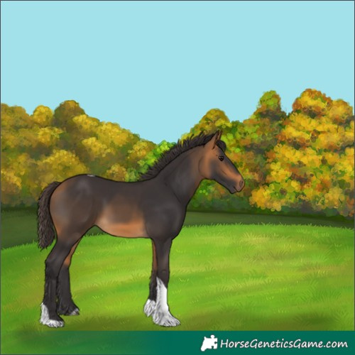 Horse Color:Buckskin Tobiano