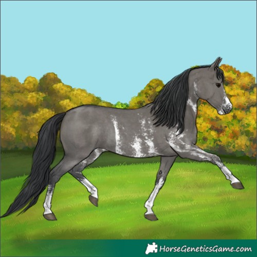 Horse Color:Grullo Sabino Rabicano