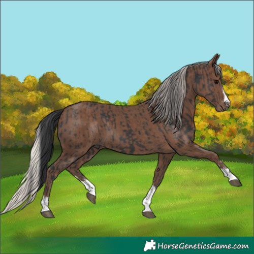 Horse Color:Black and Silver Black