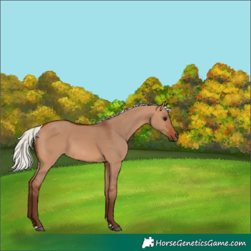 Horse Color:Silver Bay Dun