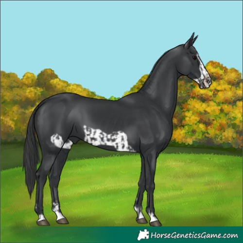 Horse Color:Black  and Black Frame 