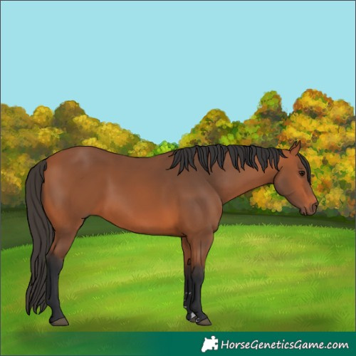 Horse Color:Unknown 